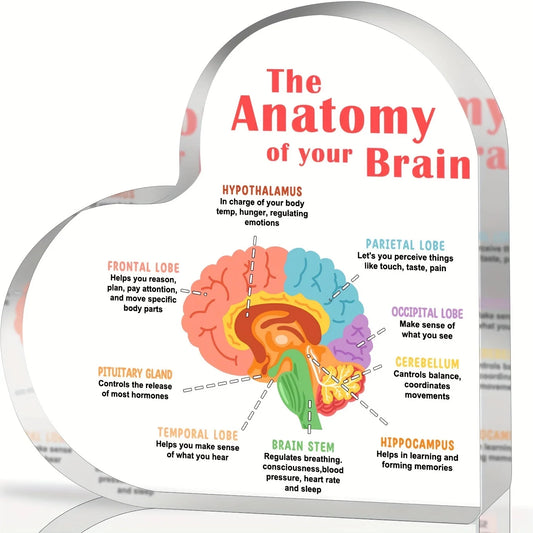 Brain Anatomy heart